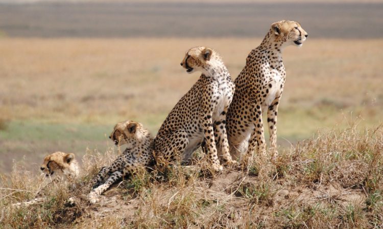 Day-4_Serengeti-National-Park-750×450